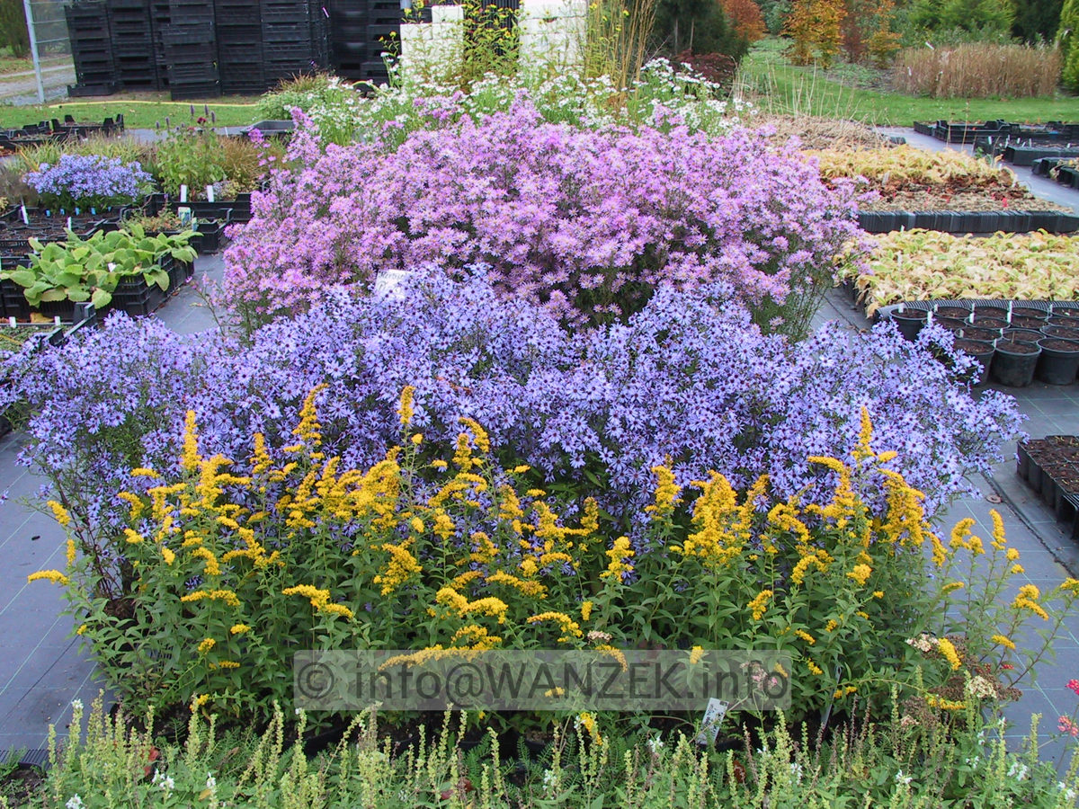 Staudenvermehrung Herbst 2008.JPG